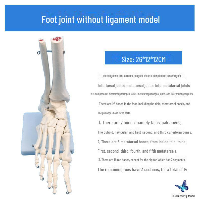 Adult 1:1 Human Foot Joint Model with Ligaments for Anatomy and Surgery Education