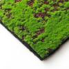 Creative Micro Landscape Decorative Moss & Turf Eco-Bottle