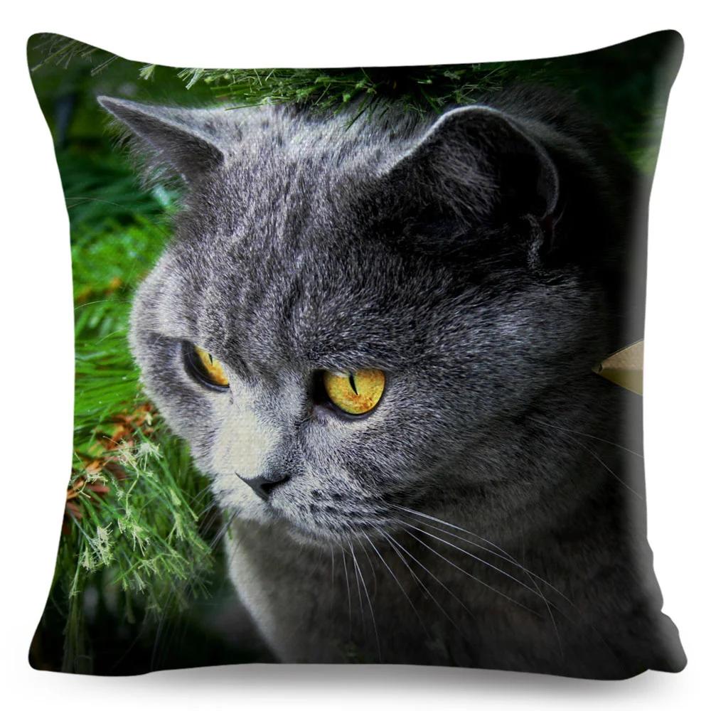 Housse de coussin British Shorthair bleu russe, taie d'oreiller en Polyester, décoration de chat mignon, Animal de compagnie, pour canapé, maison, voiture