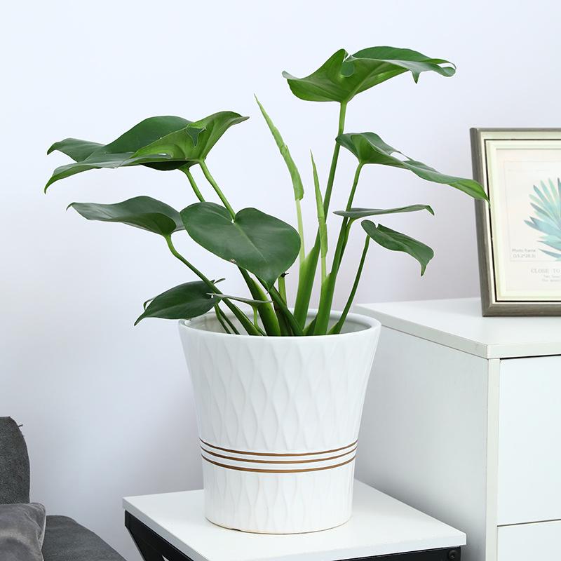 Очень большой керамический цветочный горшок - Белая роскошь для гостиной (Пальма, Черепаший панцирь, Бамбук) Medium