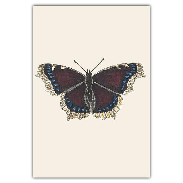 Artă retro, fluture colorat, pictură pe pânză, carte de artă de perete, poster pentru știința și educația animalelor, coridor, decorare a casei, murală fără cadru