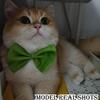 10pcs The latest 2026 pet collar set includes 10 decorative colorful bow collars - adjustable and machine washable.