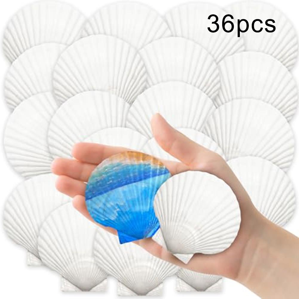 

Креативные DIY проекты DIY поделки Ракушки Натуральные ракушки гребешки white