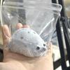 Funny Kawaii Mochi Taba Squishynew Chubby Seal Handmade Silicone Plush White Seal Cute Girl Birthday Kids Gift Fidget Fluffy Toy