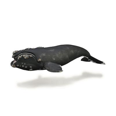 Figurine de baleine franche à collectionner (Extra large)
