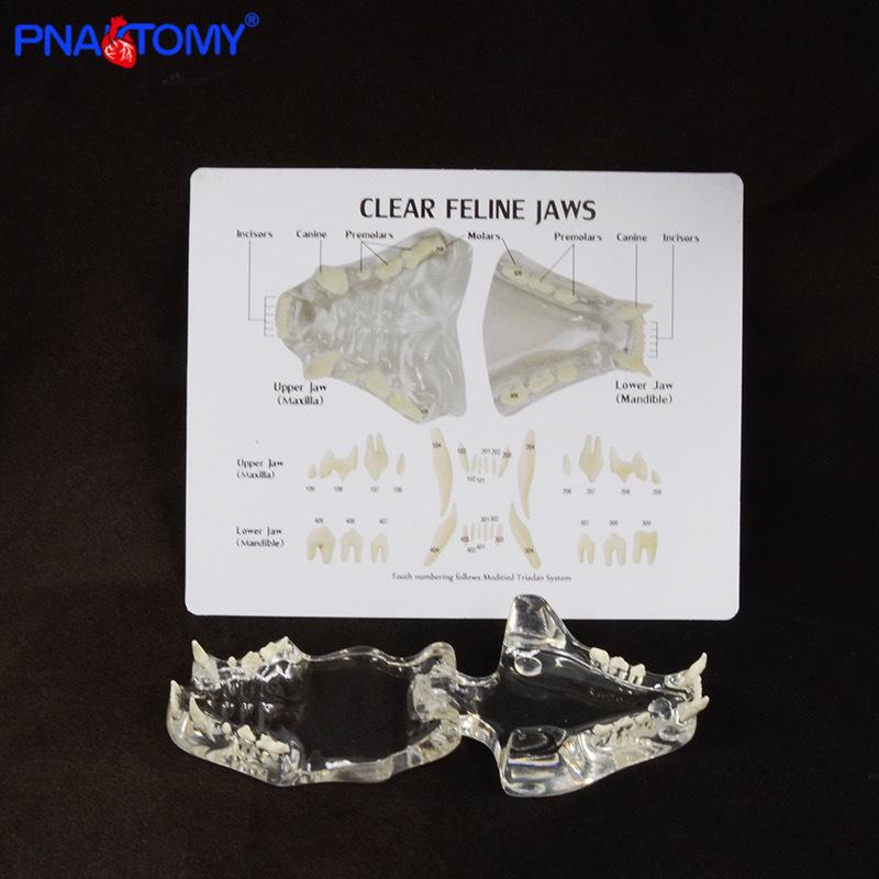Transparent Cat Veterinary Oral Cavity Model 1:1 - Teaching Demonstration Simulation Mold PNT-2005