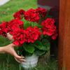 Realistic Artificial Begonias Flower 14Inch Simulation Flower For Home Decoration Wedding Bouquets Flower Arrangements