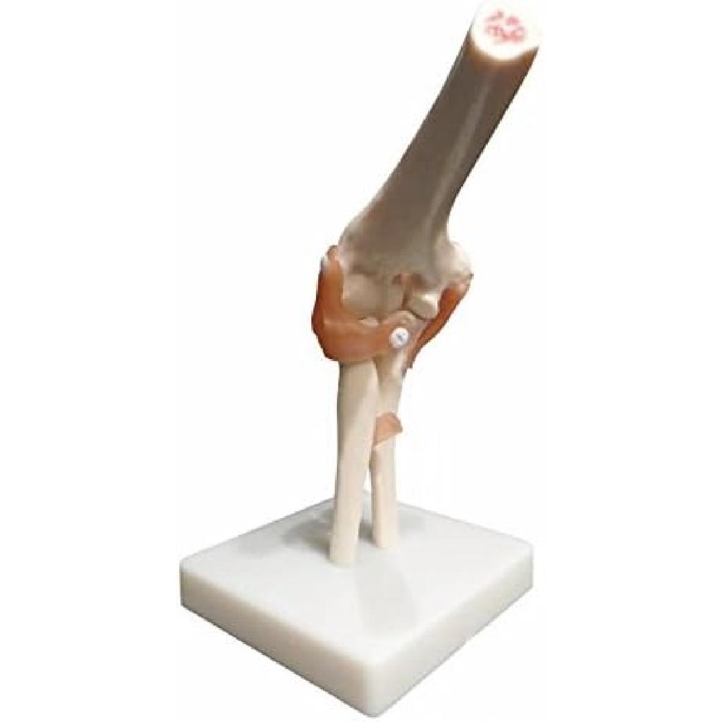 BoNew Life Size Elbow Joint Anatomical Model Skeleton - Human Medical Anatomy