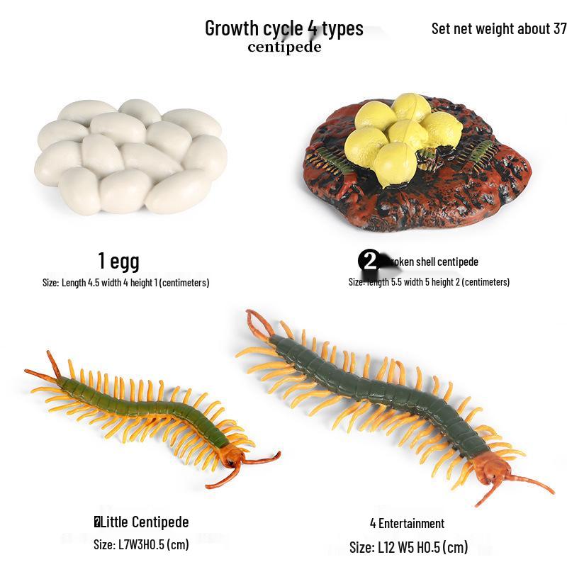 Frog Life Cycle Model Set: Tadpole to Frog Educational Toys for Kids