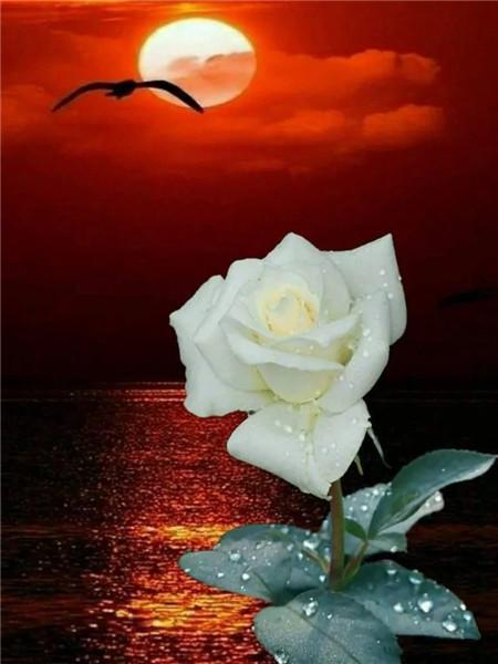 5D DIY Diament Malarstwo Nowy Kwiat Róży Dżetów Diament Haft Sprzedaż Krajobraz Nadmorski Mozaika Wystrój Domu