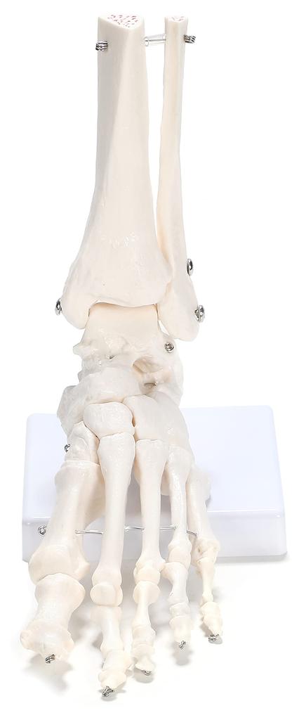 picoLab Foot Skeleton Model, Foot Bone Model, Foot Bone Model, Toes, Left Foot