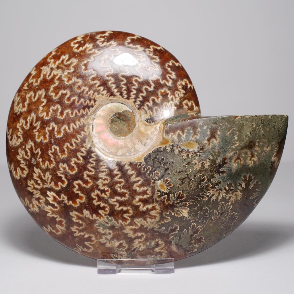 Stein Natürliches Fossil Ammonit ca. [N2 Natürlich] (Nahtmuster-Ammonit) / Naht-Präparat (11 „Einzigartig“ 746g, 157x132x33mm)