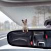 4pcs Cute Kitten Decoration Creative Sleeping Cat Doll Automobile Screen Ornaments Toys Cat Micro Landscape Decoration Gifts