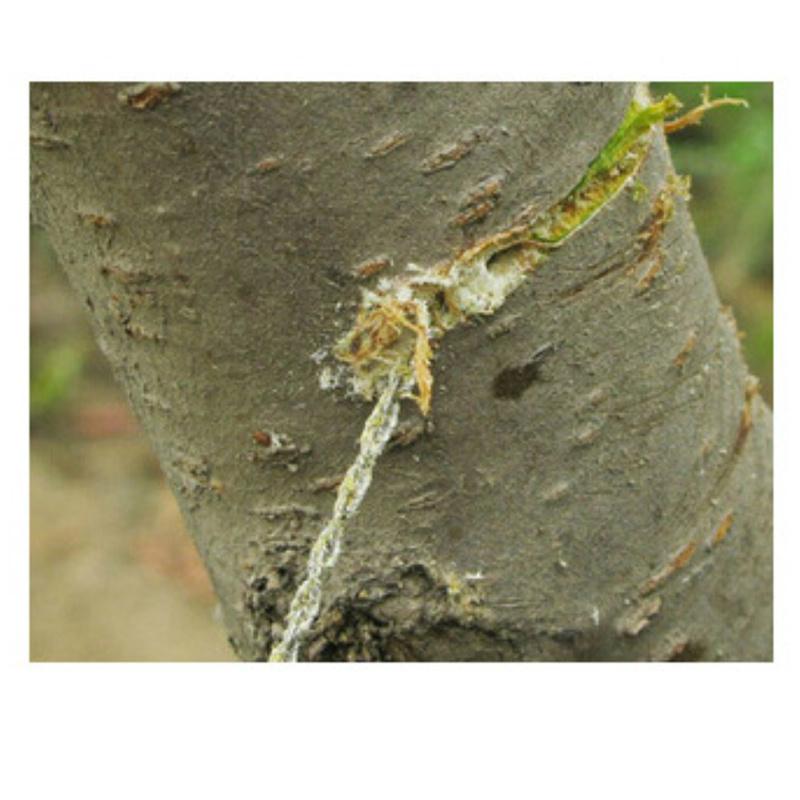 Ring Steel Wire Saw Scroll Plastic Emergency Hand Chain Saw Chain Rope Saw Hunting Camping Hiking Travel Survival Tool