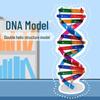 DIY DNA Double Helix Model Kit for Biology Teaching and Science Experiments