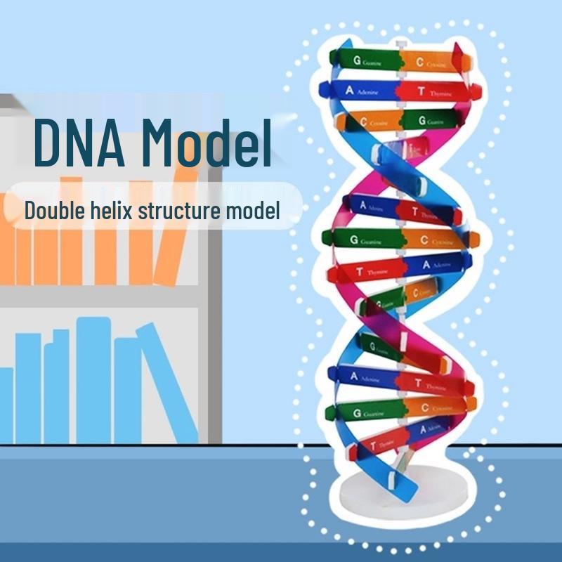 DIY DNA Double Helix Model Kit for Biology Teaching and Science Experiments
