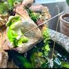 Funny Frogs Panda Fishing Statue for Garden Outdoor Decors Resins Animal Miniature Figurine Landscape Sculpture Ornament