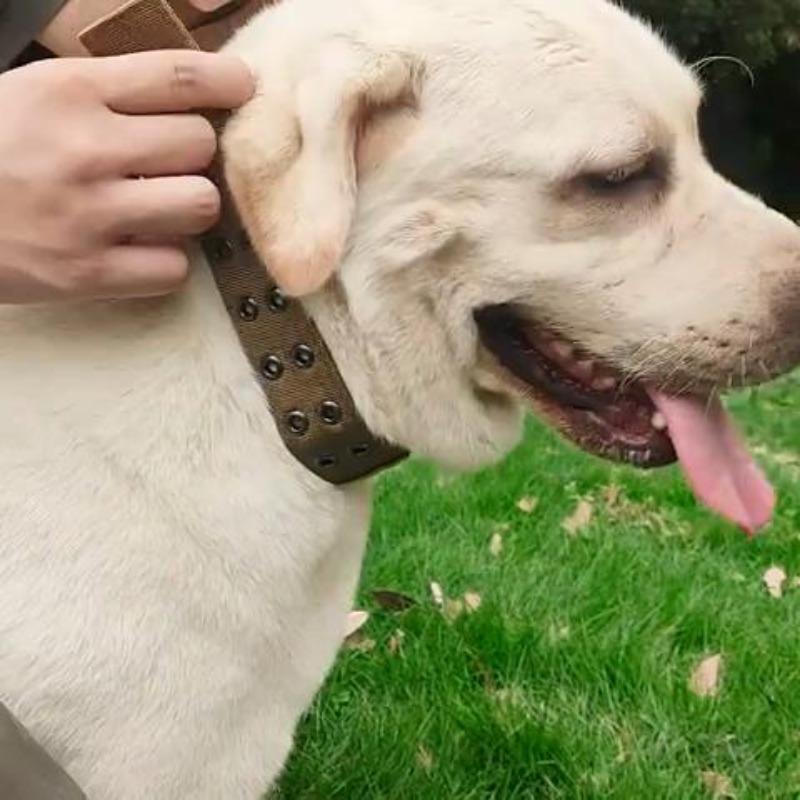 Pet Supplies Outdoor Tactical Dog Collar Five-speed Adjustment Nylon Dog Collar for Medium and Large Dogs Training Dog Collar
