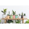 Plastic Round Flower Pot with Tray | Plant Pot for Home, Terrace, Garden Etc | Planter | Pack of 05 | Multicolor | Size 6.5 Inch