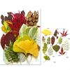 35Pcs Natural Pressed Dried Leaves Set For Candle Making Jewelry Making Art Craft Bookmarks Crafting Scrapbooking