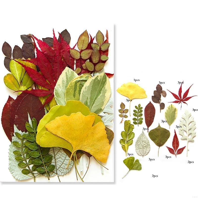 35Pcs Natural Pressed Dried Leaves Set For Candle Making Jewelry Making Art Craft Bookmarks Crafting Scrapbooking
