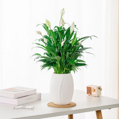 Boligdekorationer – Dekorative blomsterpotter