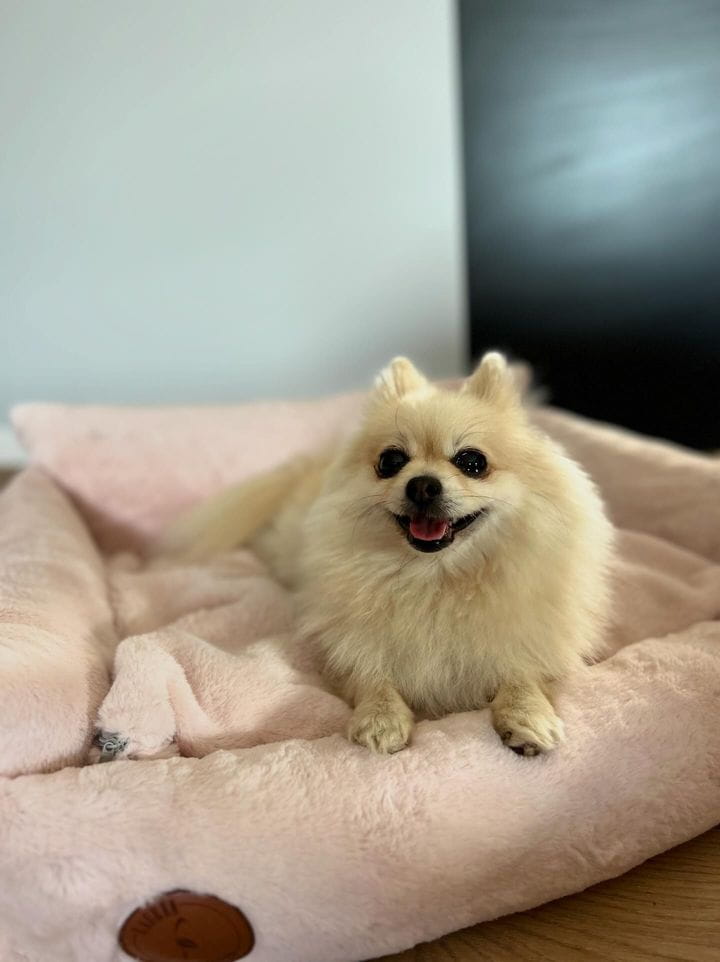 Fluffy Cream Bed - 60cm x 50cm