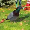 Ornaments Yard Art Decor Realistic Wild Pigeon Decorations Pigeon Sculpture Acrylic Pigeon Statues