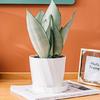 Elegant Rose Pot White Century Plant Planter Century Plant Pots Stylish Home Garden Indoor Desk Decors Props