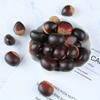 Realistic Artificial Chestnuts,12 Flat & 12 Pointed Durable Plastic Brown Decor for Home Parties,Festive Photography Props
