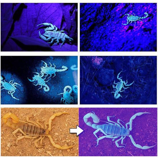 Fishing Headlamp Flashlight Scorpion Inspection UV Light USB Rechargeable LED Head Lamp