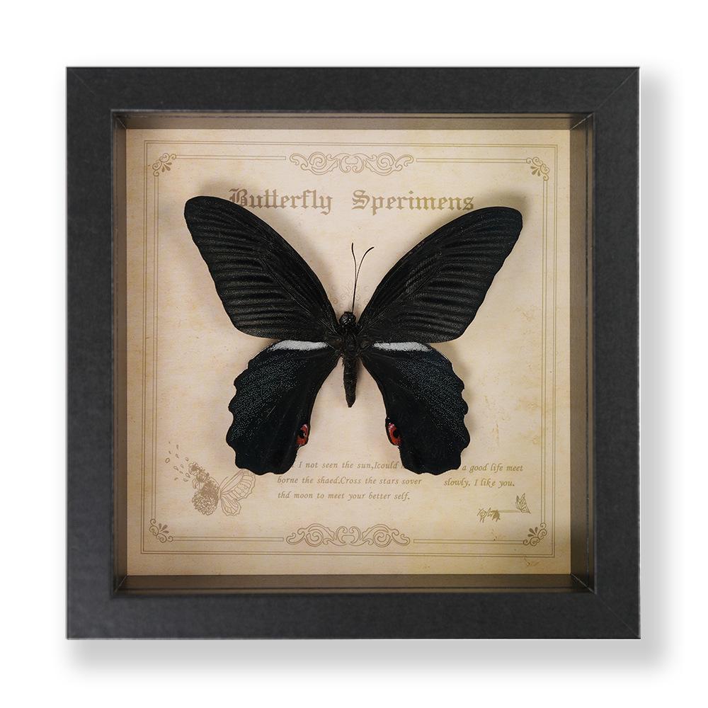 Green Banded Swallowtail Butterfly Specimen Decorative Painting - Real Insect for Display