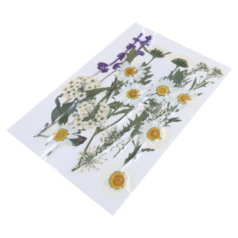 Dried Pressed Flower for Resin Molds Natural Dry Flower Leaves for Art Craft Supplies Scrapbooking Jewelry Making 6XDE