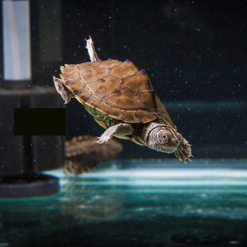 Mississippi Map Turtle Hatchlings - Outdoor Pond Pets, Small Deep Water Turtles, Internet Favorites