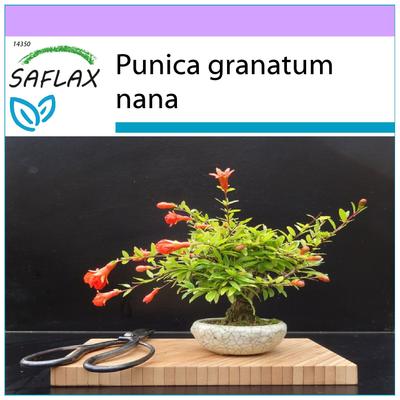 Bonsai - Melograno nano - 50 semi - Punica granatum nana