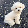 Dog clothes autumn and winter than bear teddy puppet small dog cat pet anti-hair German velvet two feet bottoming pajamas