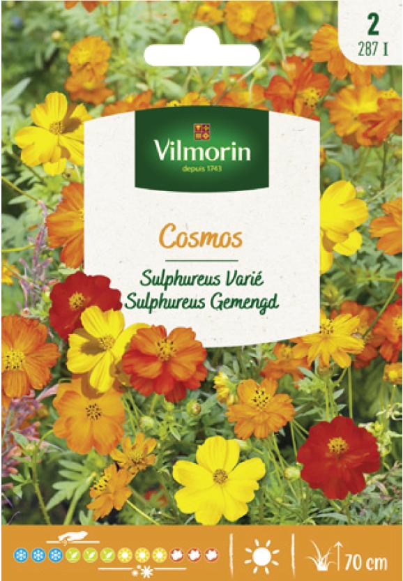 COSMOS SULFUR VARIED SEEDS