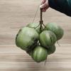 Bright ABS Materials Coconuts Replicas Artificial Fruit For Creative Photography Props And Seasonal Decorations