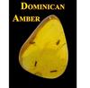 SCIENCE Dominican amber in Dominican Republic Insects in Amber Dominican Republic Original specimen case included Dominican amber with insects