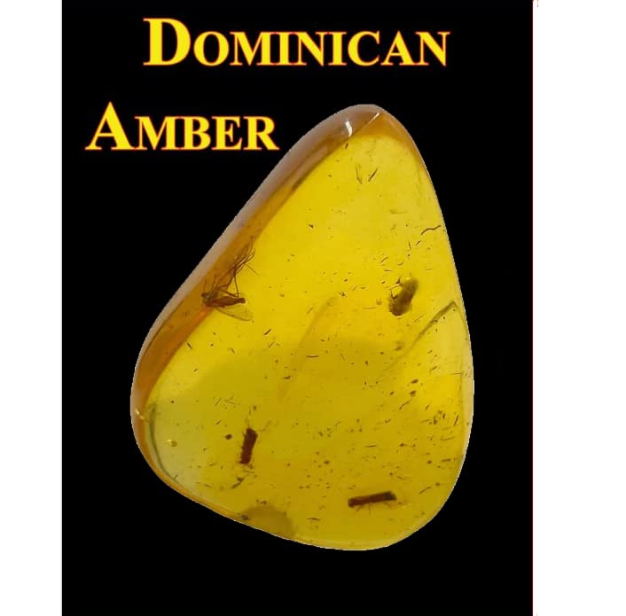 SCIENCE Dominican amber in Dominican Republic Insects in Amber Dominican Republic Original specimen case included Dominican amber with insects