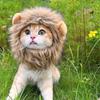 Cat Cosplay Dress Up Pet Hat Cute Lion Mane for Cat Puppy Lion Wig Costume Party Decoration Halloween Christmas Gatos Costume Cosplay Toy Pet Supplies