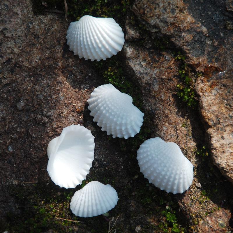 

Super White Scallop Shells 1.5-2.5cm - Raw Conch Shellfish DIY Accessories