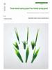 Three-Pronged Grass Seed Bonsai: Small Potted Simulation Lawn and Aquatic Plant