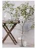 Large Transparent Japanese Andromeda Glass Vase - Thin-Neck, Big-Belly Design for Living Room Decor