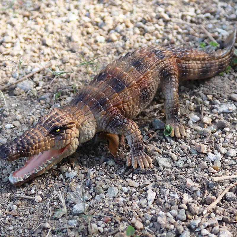 Crocodile & Alligator Educational Toy Model for Kids - Wildlife Science Gift