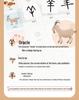 Pinwheel Chinese Character Evolution Literacy Cards for Early Education