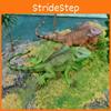 Amphibian Lizard And Reptile Model Pvc Static Figures For Kids Use Educational