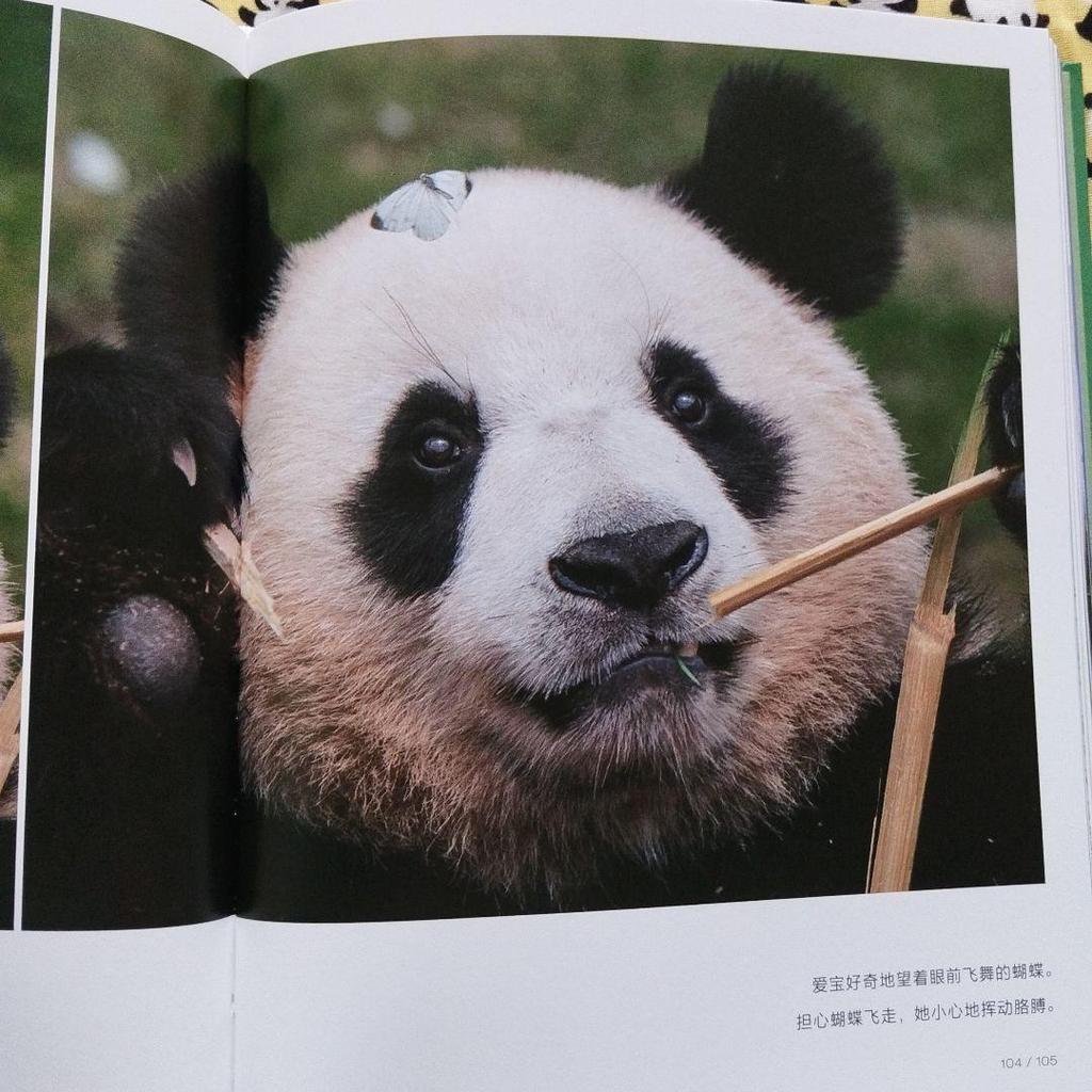 [USED] Rare item! Panda photo book "Fukuho: I Love You Forever" with bonus