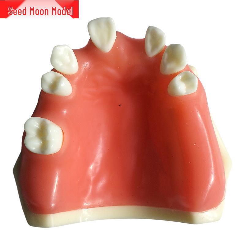 Dental Implant Teaching Model & Toothbrush Preparation Resin Mold