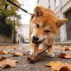 Dog Chew Toy For Gentle Chewers